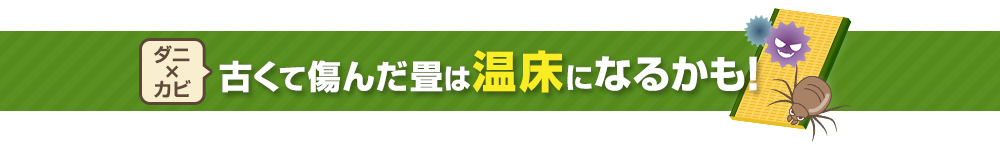 古くて傷んだ畳は温床になるかも