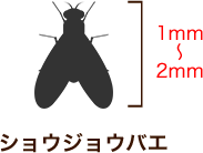 ショウジョウバエ 1mm～2mm