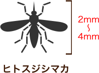 ヒトスジシマカ 2mm～4mm