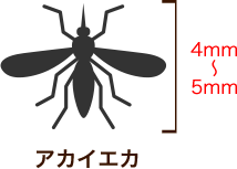 アカイエカ 4mm～5mm