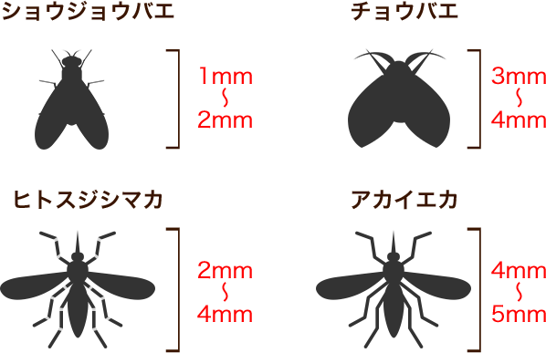 虫の特徴図解