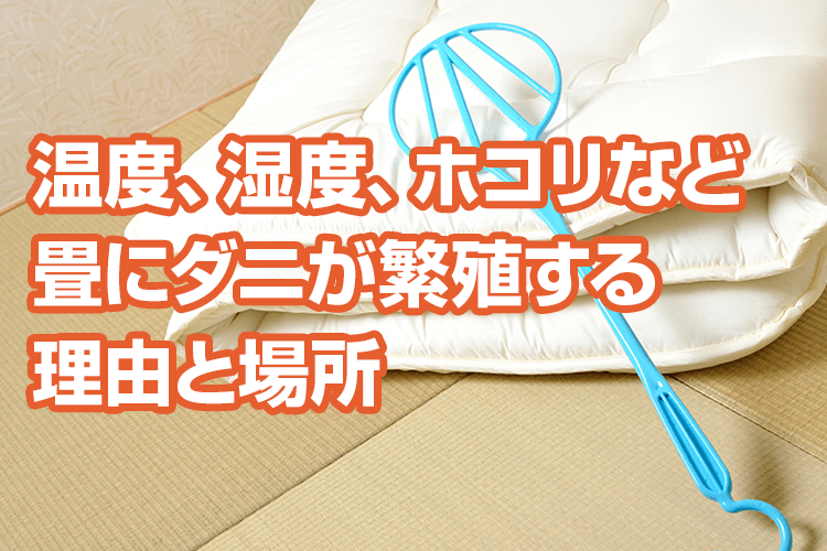 和紙畳はダニ対策に効果的 い草の畳との違いやメリットを紹介します 張替え2500円 税抜 畳替え 網戸 ふすま 障子なら 張り替え110番